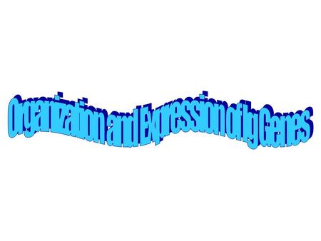 Gene arrangements (human chromosome 22) (human chromosome 2) (human chromosome 14)