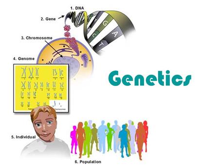 Genetics. Genetics – branch of biology that deals with patterns of inheritance, or heredity. Heredity- biological process by which parents pass on genetic.