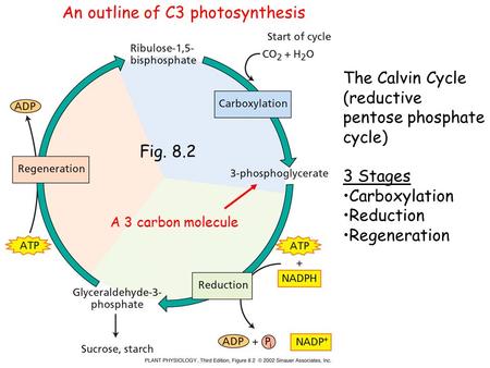 Fig. 8.2 The Calvin Cycle (reductive pentose phosphate cycle) 3 Stages Carboxylation Reduction Regeneration A 3 carbon molecule An outline of C3 photosynthesis.