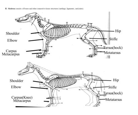 II. Skeleton-consists of bones and other connective tissue structures (cartilage, ligaments, and joints) Shoulder Elbow Carpus Metacarpus Shoulder Elbow.