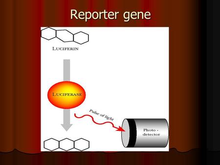 Reporter gene. Figure 25.05 DNA chip 簡介 DNA chip 的操作原 理是利用 DNA 序列的配 對特性, 讓樣品與晶片上 對應的鹼基 (base) 進行 雜合反應 (hybridization), 藉以檢測樣品中的基因 表現, 晶片上每平方公分.