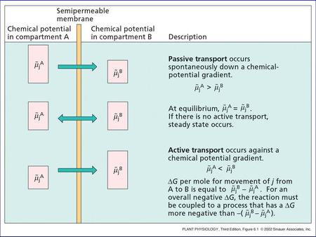 THE NERNST EQUATION RELATES THE MEMBRANE POTENTIAL TO THE DISTRIBUTION OF AN ION AT EQUILIBRIUM  E j = 59mV log C j o / C j i(6.11) 1. A tenfold difference.