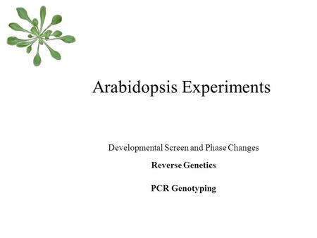 Arabidopsis Experiments