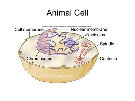 Animal Cell. A Replicated Chromosome Diploid vs. Haploid Diploid= 2 sets of chromosomes –One set from mom and one set from dad –Chromosomes come.