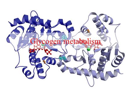 Glycogen metabolism.