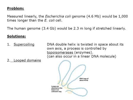 Problem: Measured linearly, the Escherichia coli genome (4.6 Mb) would be 1,000 times longer than the E. coli cell. The human genome (3.4 Gb) would be.