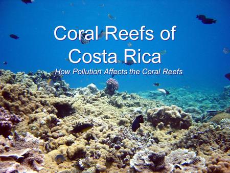 Coral Reefs of Costa Rica