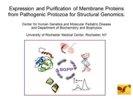 Center for Human Genetics and Molecular Pediatric Disease