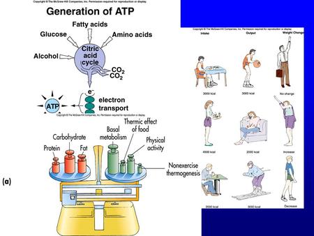 Energy Balance “State in which energy intake, in the form of food and /or alcohol, matches the energy expended, primarily through basal metabolism and.