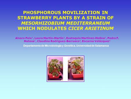 PHOSPHOROUS MOVILIZATION IN STRAWBERRY PLANTS BY A STRAIN OF MESORHIZOBIUM MEDITERRANEUM WHICH NODULATES CICER ARIETINUM Alvaro Peix 1, Laura Martín-Martín.