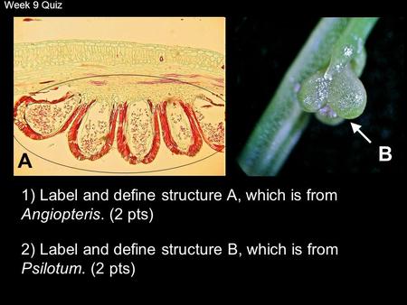 Week 9 Quiz 1) Label and define structure A, which is from Angiopteris. (2 pts) 2) Label and define structure B, which is from Psilotum. (2 pts) B A.