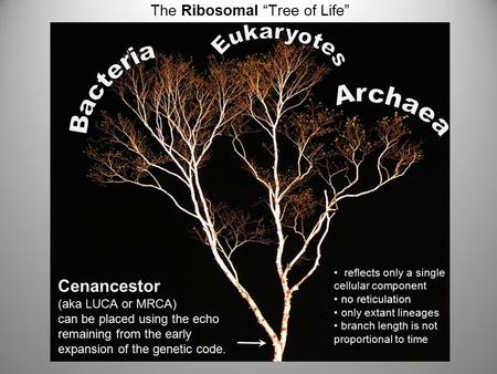 Cenancestor (aka LUCA or MRCA) can be placed using the echo remaining from the early expansion of the genetic code. reflects only a single cellular component.