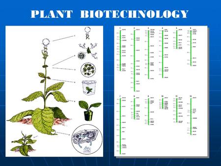 PLANT BIOTECHNOLOGY. Biotechnology ? The application of biological organisms, systems or processes to manufacturing and service industries The application.