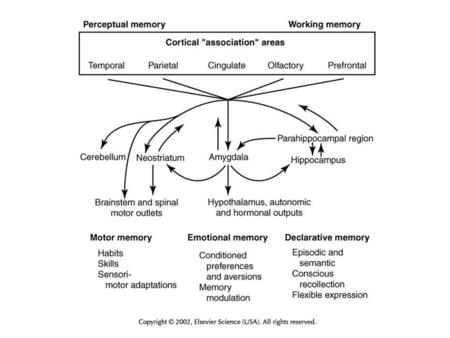 Trisynaptic Circuit Hippocampal-Cortical Circuitry.