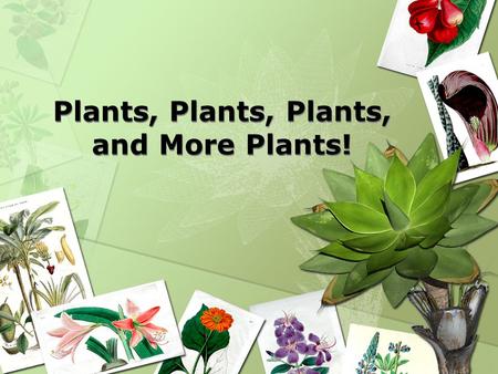 Plants, Plants, Plants, and More Plants!. Biodiversity of Life.