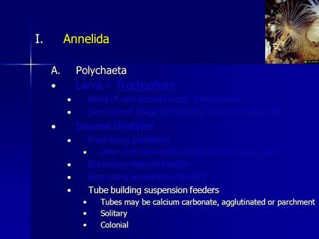 I.Annelida A.Polychaeta Larva = TrochophoreLarva = Trochophore Band of cilia around body; tuft on apexBand of cilia around body; tuft on apex Same larval.