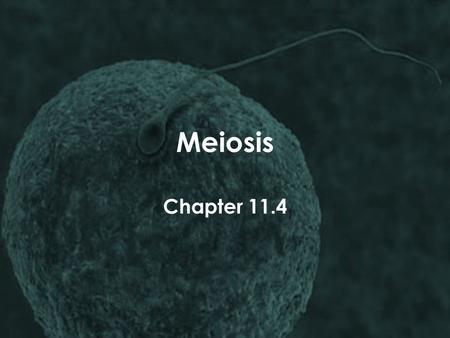 Meiosis Chapter 11.4.