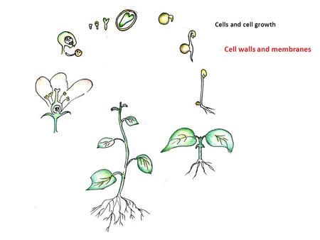 Cells and cell growth Cell walls and membranes. Plant Cell Borders: Membranes and Wall Membranes – delimit the cell (plasma membrane) and organelles Compartmentalize.