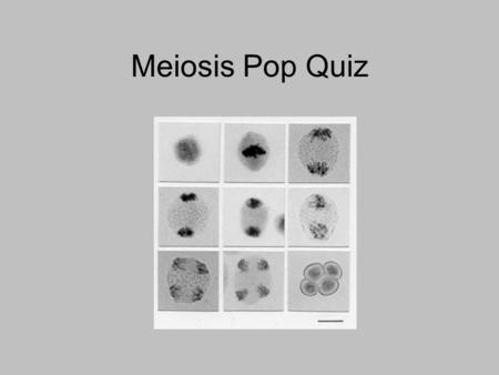 Meiosis Pop Quiz. Label the following picture: 1. 2. What is the gender of this individual?