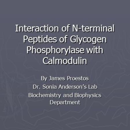 Interaction of N-terminal Peptides of Glycogen Phosphorylase with Calmodulin By James Proestos Dr. Sonia Anderson’s Lab Biochemistry and Biophysics Department.