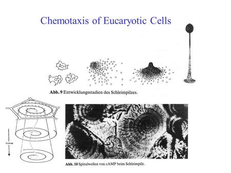 Chemotaxis of Eucaryotic Cells. Video Cell Aggregation.