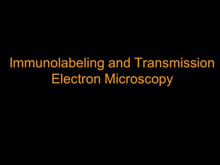 Immunolabeling and Transmission Electron Microscopy.