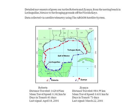 Detailed movements of green sea turtles Roberta and Zyanya, from the nesting beach in Lechuguillas,Mexico to the foraging grounds off the Florida Keys.