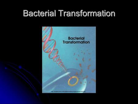 Bacterial Transformation. Broad and Long Term Objective To characterize a single clone from an Emiliania huxleyi cDNA library using sequence analysis.