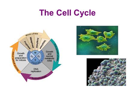 The Cell Cycle.