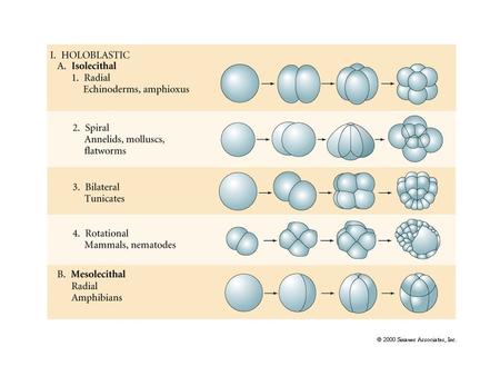 Typical cell cycle Typical accelerated cell cycle during cleavage stage.