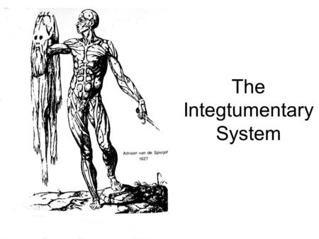 The Integtumentary System. Functions of the Integument Protection Excretion Sensory Water balance Thermoregulation Endocrine (Vitamin D)