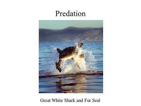 Predation Great White Shark and Fur Seal. Other Plant Defenses Include: mechanical defenses - plant thorns and spines deter many vertebrate herbivores,