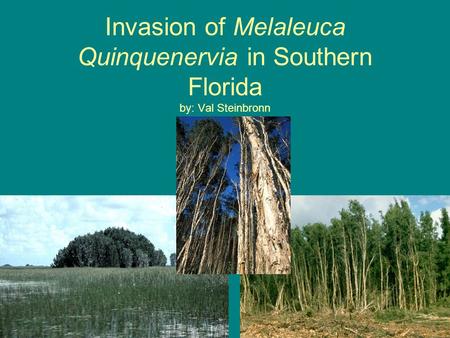 Invasion of Melaleuca Quinquenervia in Southern Florida by: Val Steinbronn.