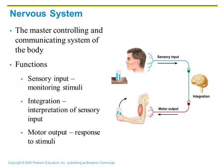 Nervous System The master controlling and communicating system of the body Functions Sensory input – monitoring stimuli Integration – interpretation of.