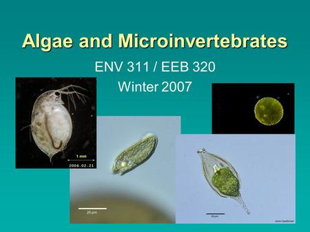 Algae and Microinvertebrates ENV 311 / EEB 320 Winter 2007.