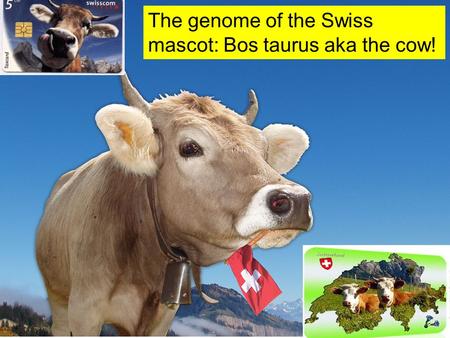 The genome of the Swiss mascot: Bos taurus aka the cow!