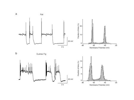 I V I V The inferior olivary nucleus is the only source of cerebellar climbing fibers.