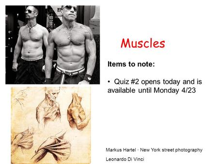 Muscles Items to note: Quiz #2 opens today and is available until Monday 4/23 Markus Hartel · New York street photography Leonardo Di Vinci.