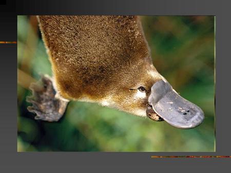 Platypus Scientific Name: Ornithorhynchus anatinus