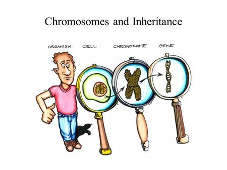 Chromosomes and Inheritance