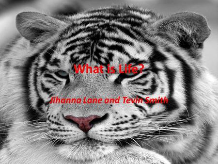 What is Life? Jihanna Lane and Tevin Smith. 7 Characteristics of Life Cellular Organization Reproduction Metabolism Homeostasis Heredity Responsiveness.