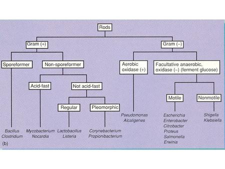 Non-Spore-Forming Gram-Positive Bacilli Corynebacterium C. diphtheriae Disease Diphteria Opportunistic infections by other Corynebacterium species (dipheroids)