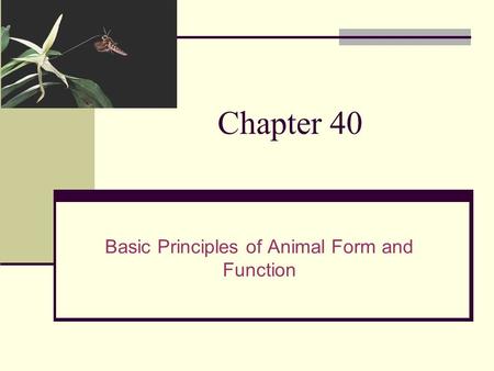 Basic Principles of Animal Form and Function