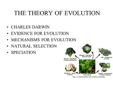 THE THEORY OF EVOLUTION