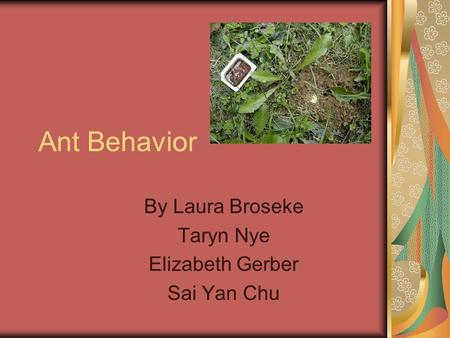 Ant Behavior By Laura Broseke Taryn Nye Elizabeth Gerber Sai Yan Chu.