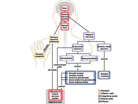 Brain and Spinal Cord (CNS) Anatomy Support structures –(bone) –meninges –cerebrospinal fluid (CSF) Protective structure –blood-brain barrier General.