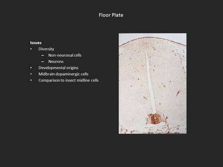 Floor Plate Issues Diversity – Non-neuronal cells – Neurons Developmental origins Midbrain dopaminergic cells Comparison to insect midline cells.