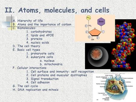 II. Atoms, molecules, and cells A. Hierarchy of life B. Atoms and the importance of carbon C. Biomolecules: 1. carbohydrates 2. lipids and APOE 3. proteins.