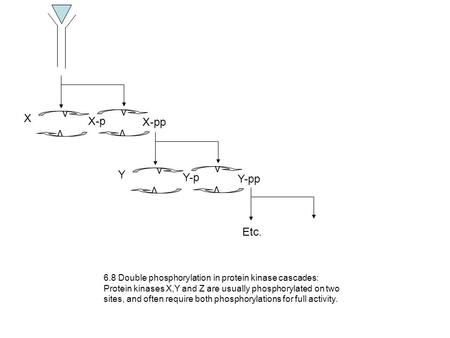 X-pp X-p X v v v v Y-pp Y-p Y v v v v Etc. 6.8 Double phosphorylation in protein kinase cascades: Protein kinases X,Y and Z are usually phosphorylated.