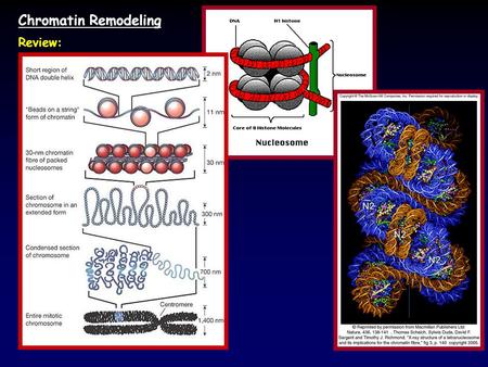 Chromatin Remodeling Review:. Crystal structure of a nucleosomal core particle.